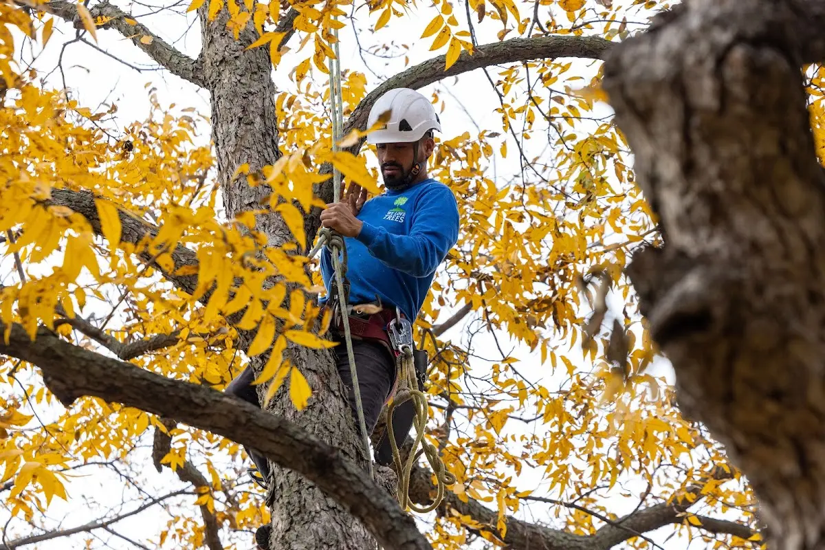 Skilled Tree Pruning crew working in Saint Joseph