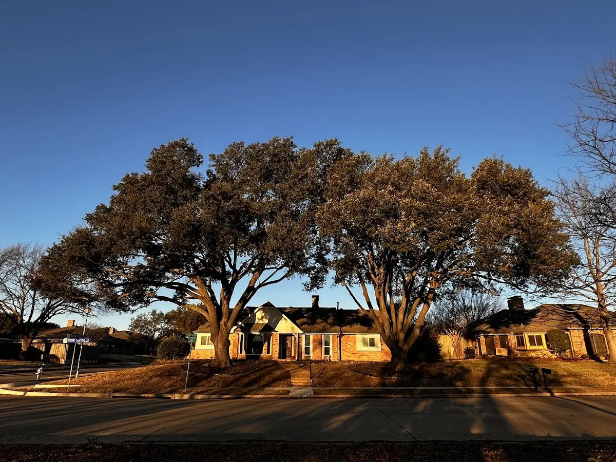Established residential canopy tree shading a home in Saint Joseph